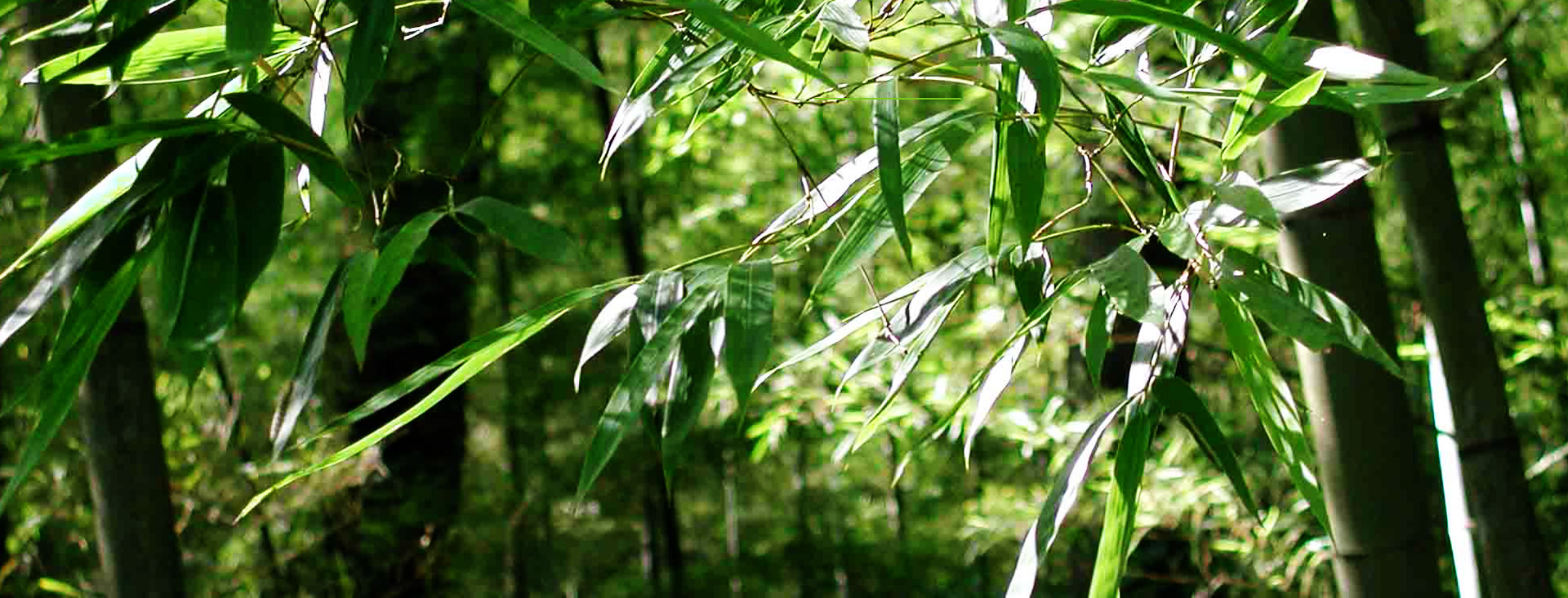 發(fā)現(xiàn)和恩竹刨切板，竹多層板，竹家具板，竹集成材及更多